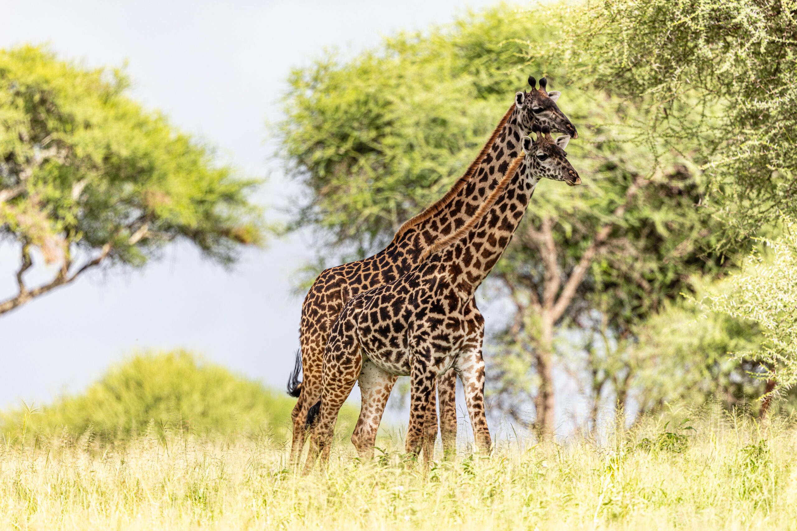 Wildlife 24 – Anders Jorulf