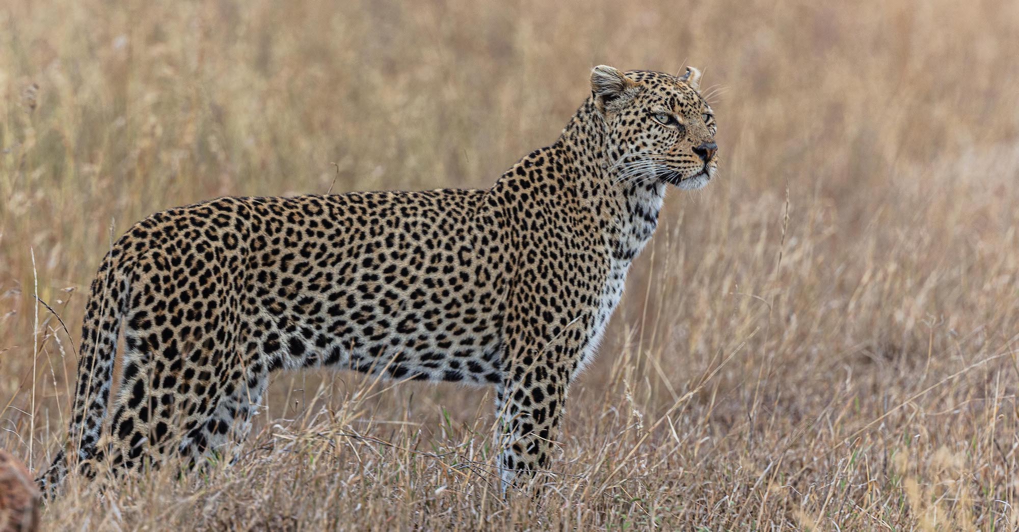 Wildlife 16 – Anders Jorulf