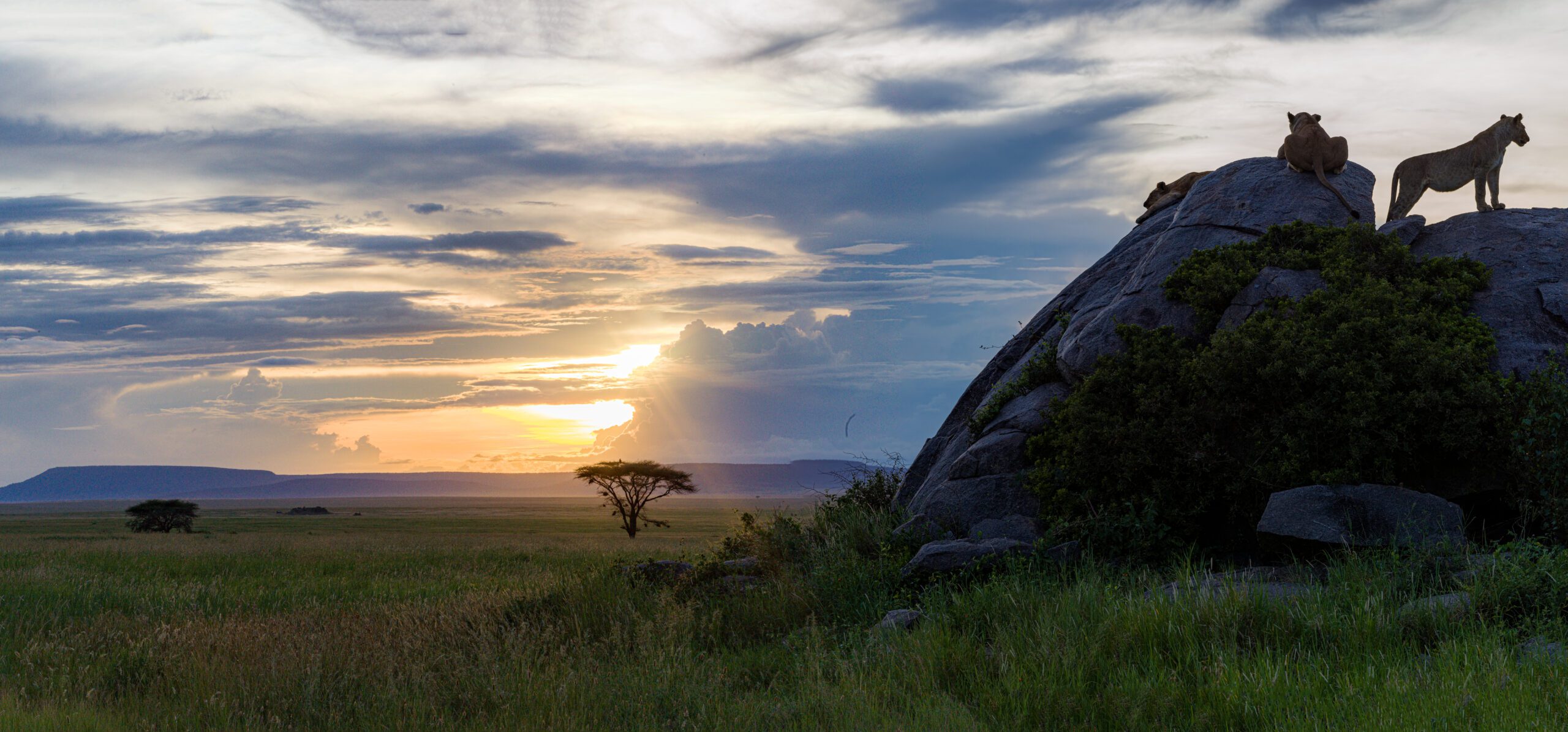 Wildlife 01 · Panorama