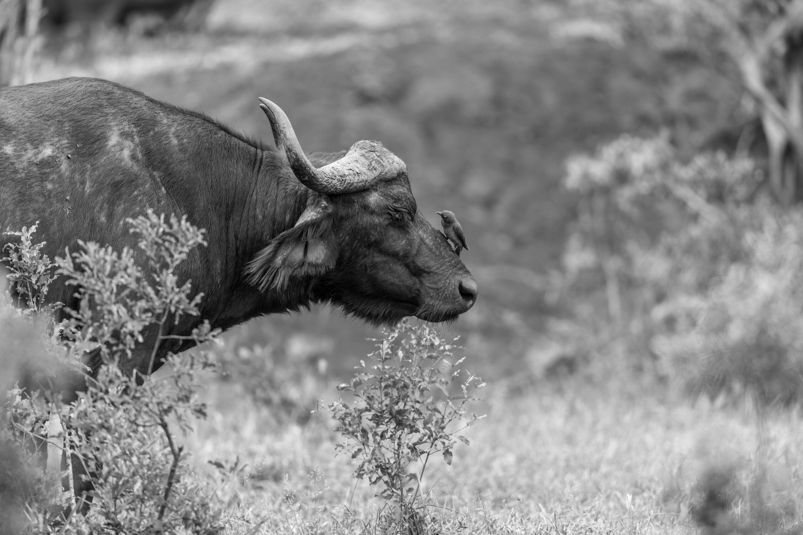 Wildlife 19 – Anders Jorulf