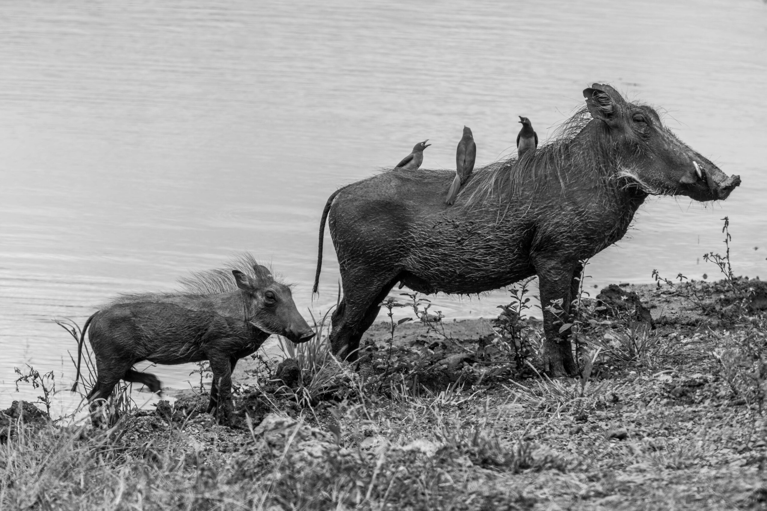 Wildlife 28 – Anders Jorulf