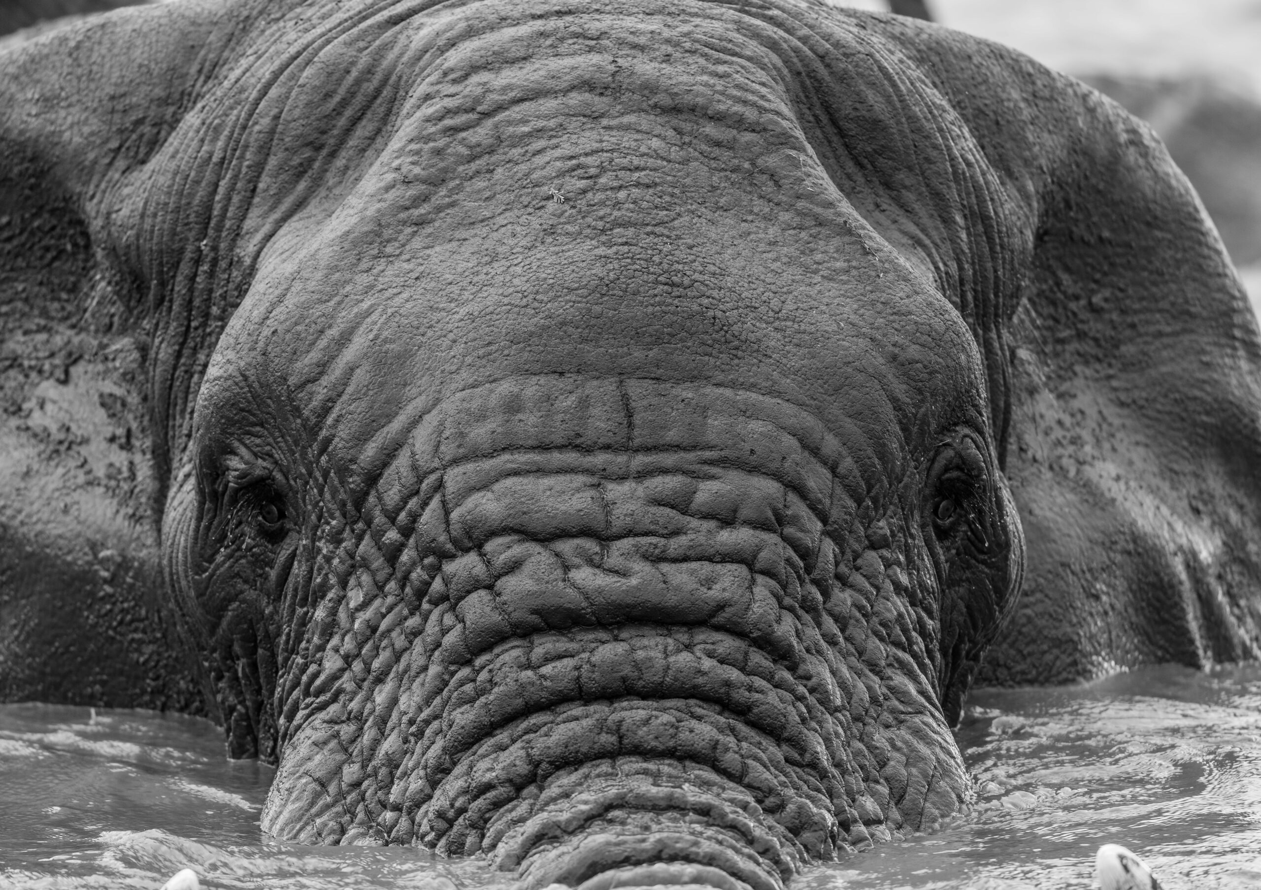 Wildlife 27 – Anders Jorulf