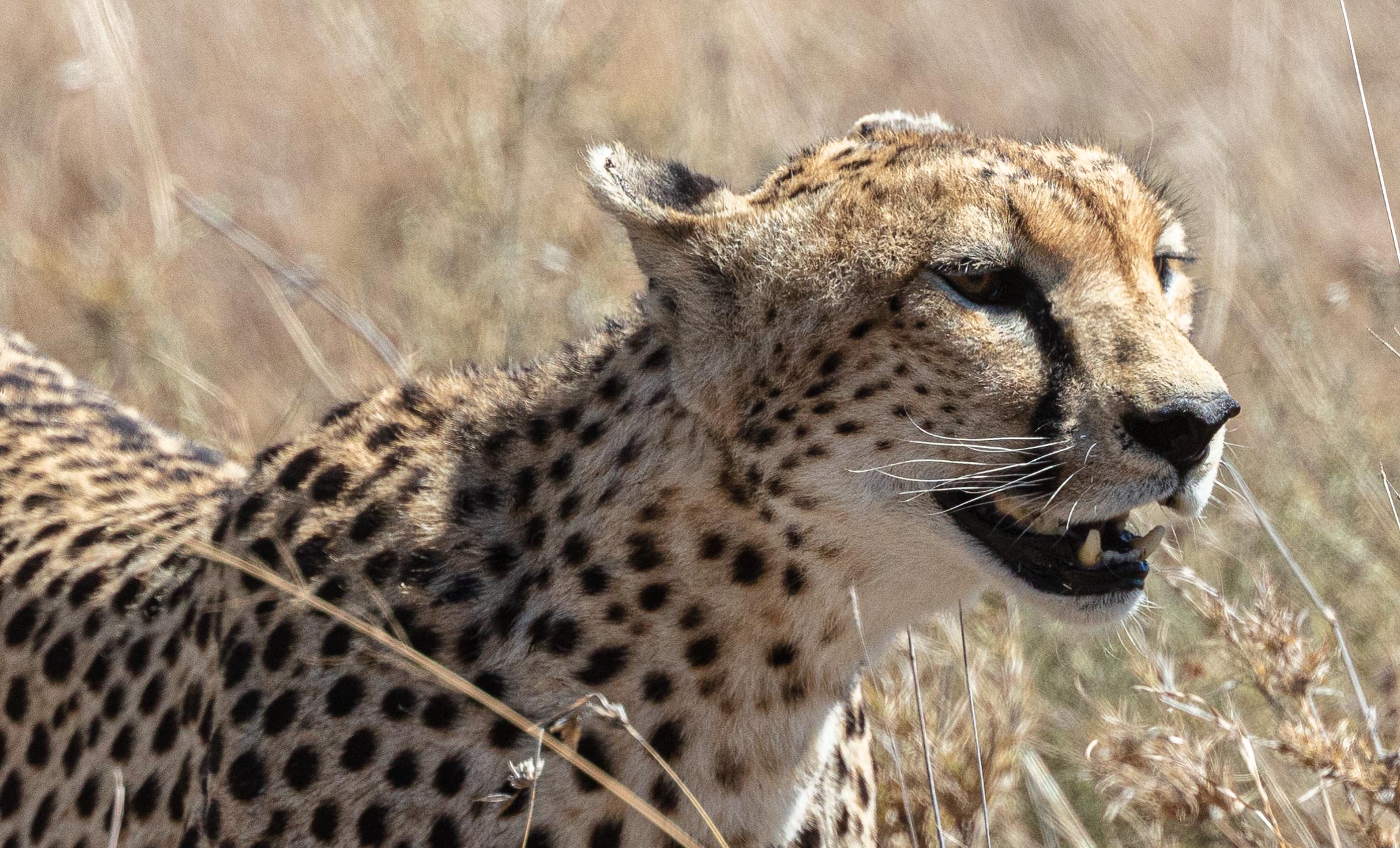 Wildlife 35 – Anders Jorulf