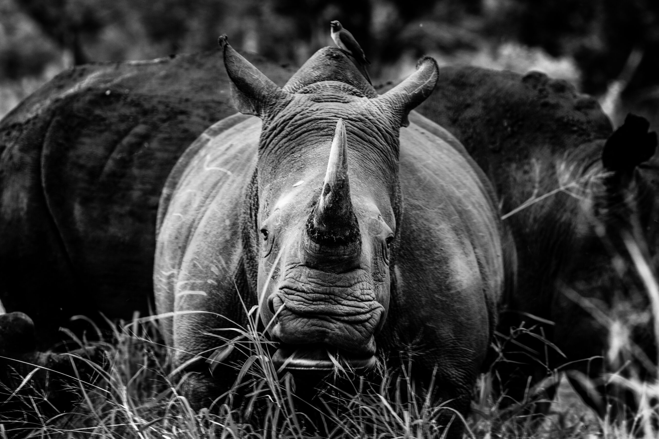 Wildlife 03 – Anders Jorulf