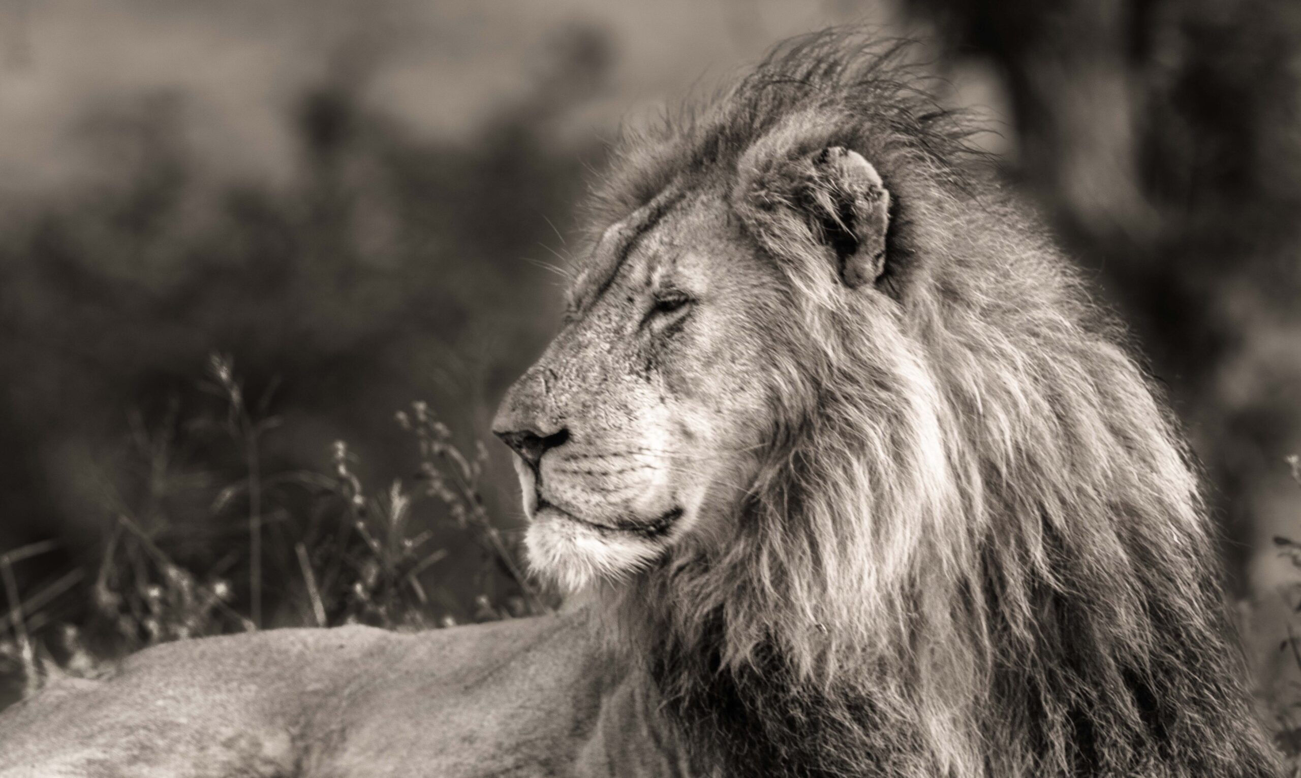 Wildlife 09 – Anders Jorulf