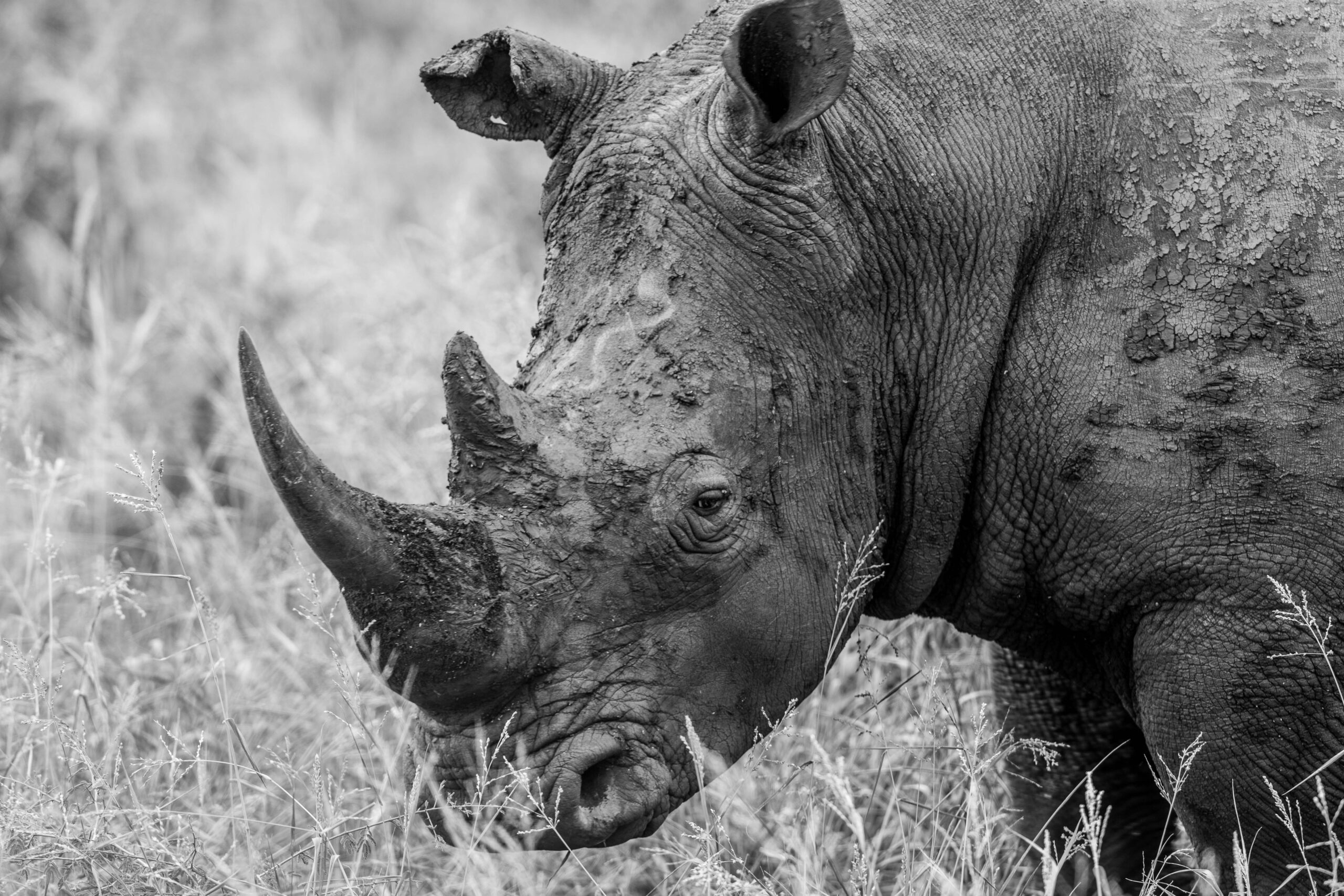 Wildlife 21 – Anders Jorulf