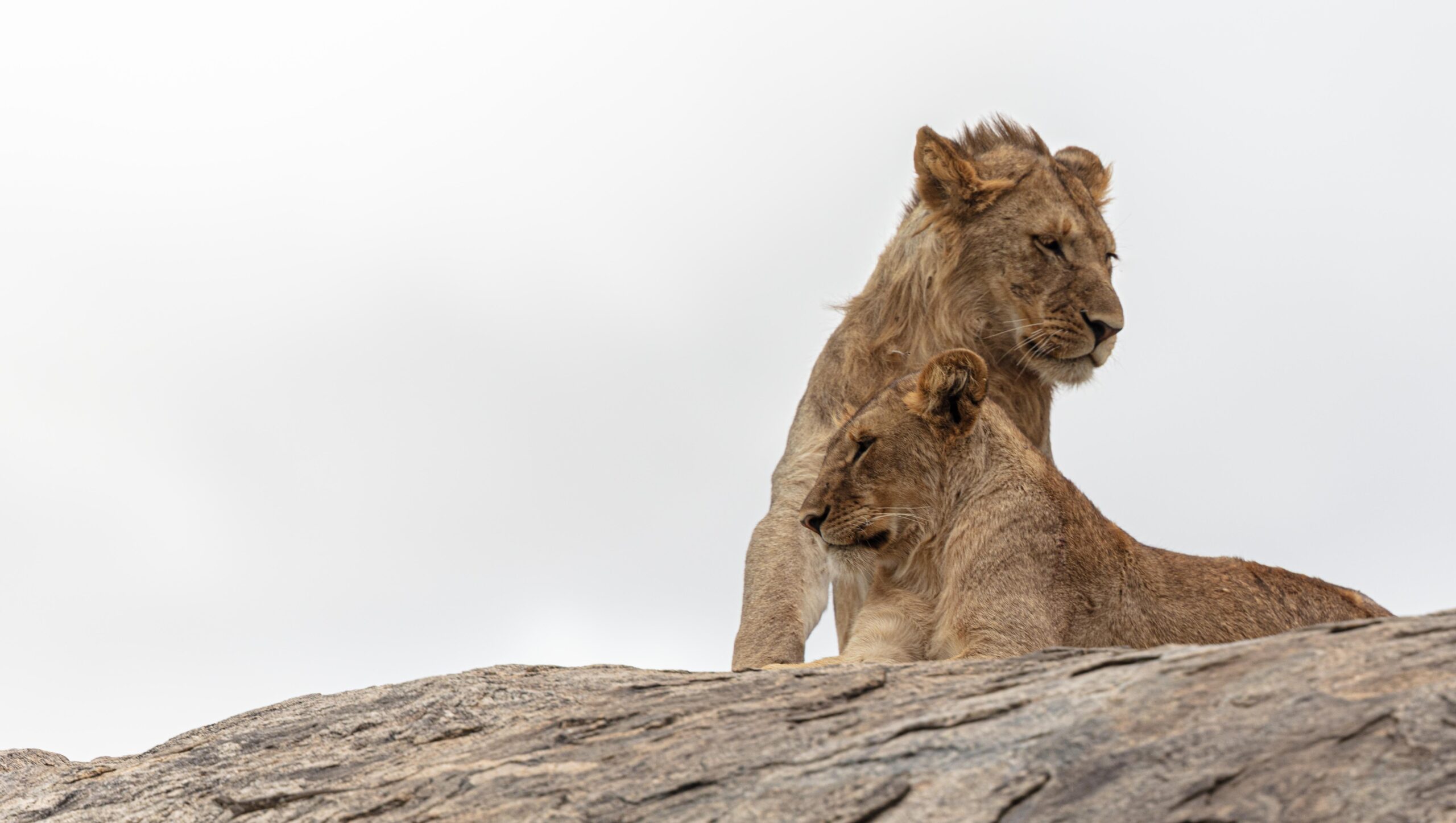 Wildlife 07 – Anders Jorulf