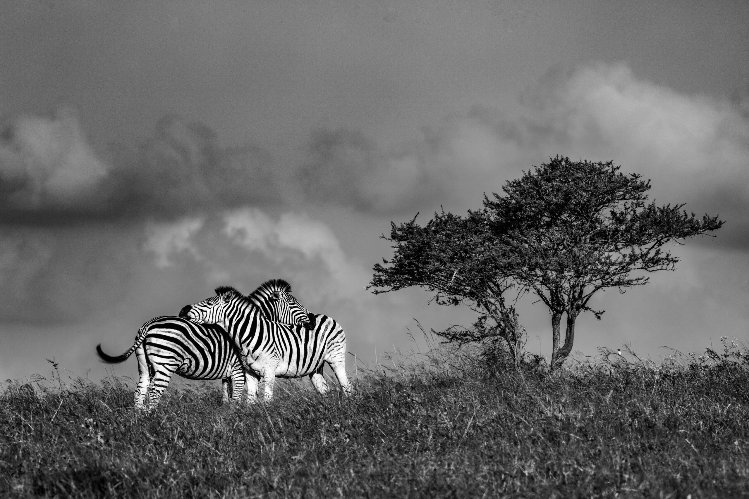 Wildlife 08 – Anders Jorulf