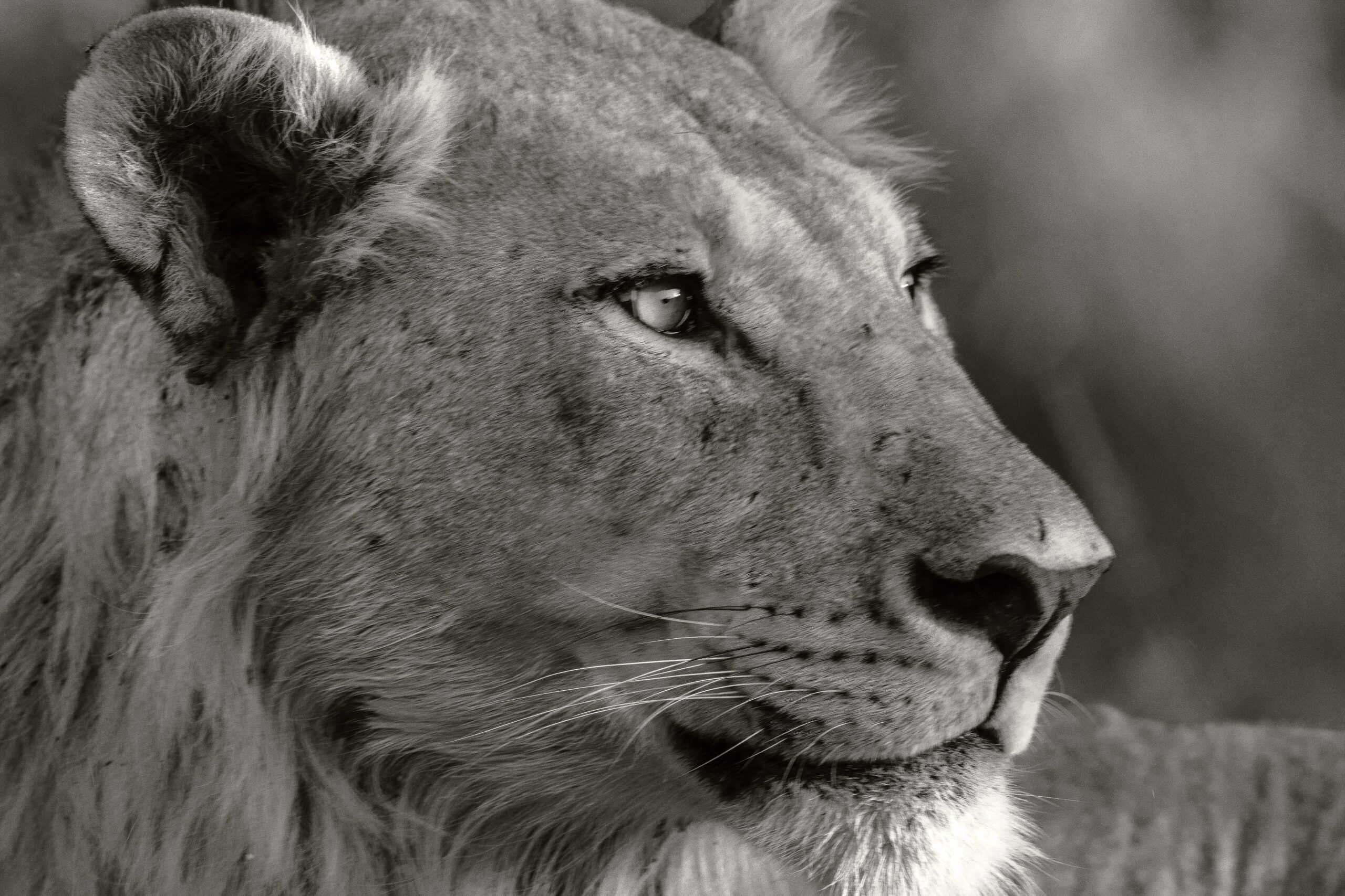 Wildlife 10 – Anders Jorulf