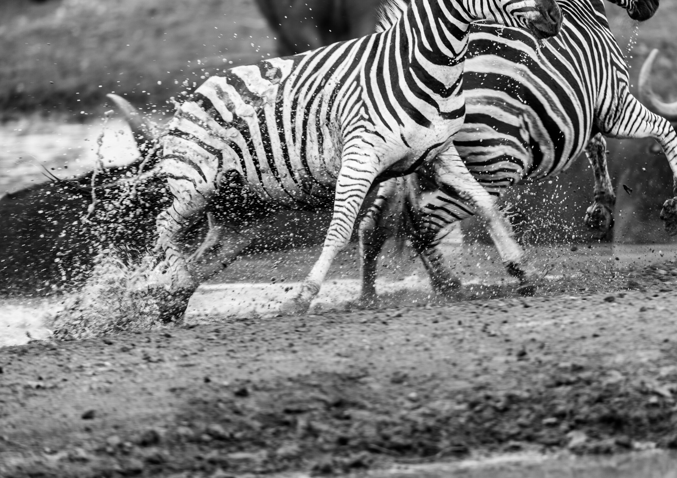 Wildlife 18 – Anders Jorulf