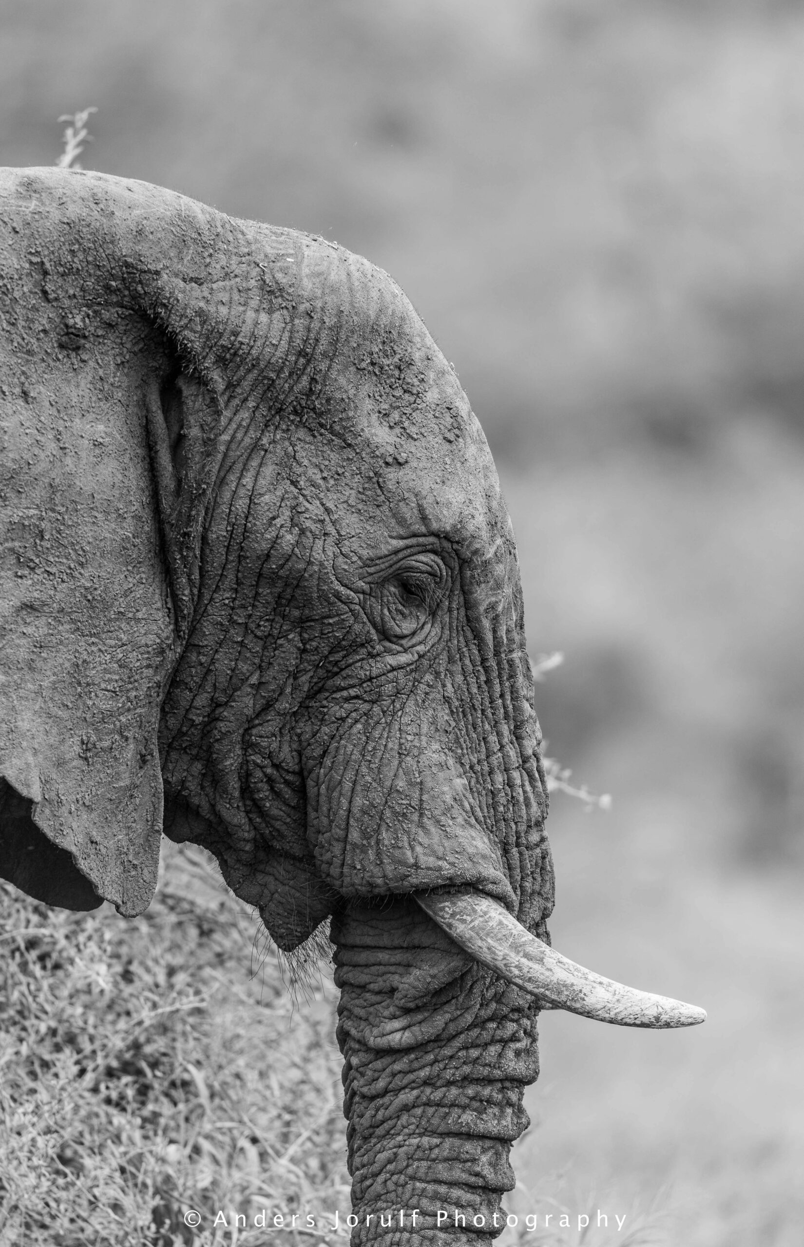 Wildlife 22 – Anders Jorulf