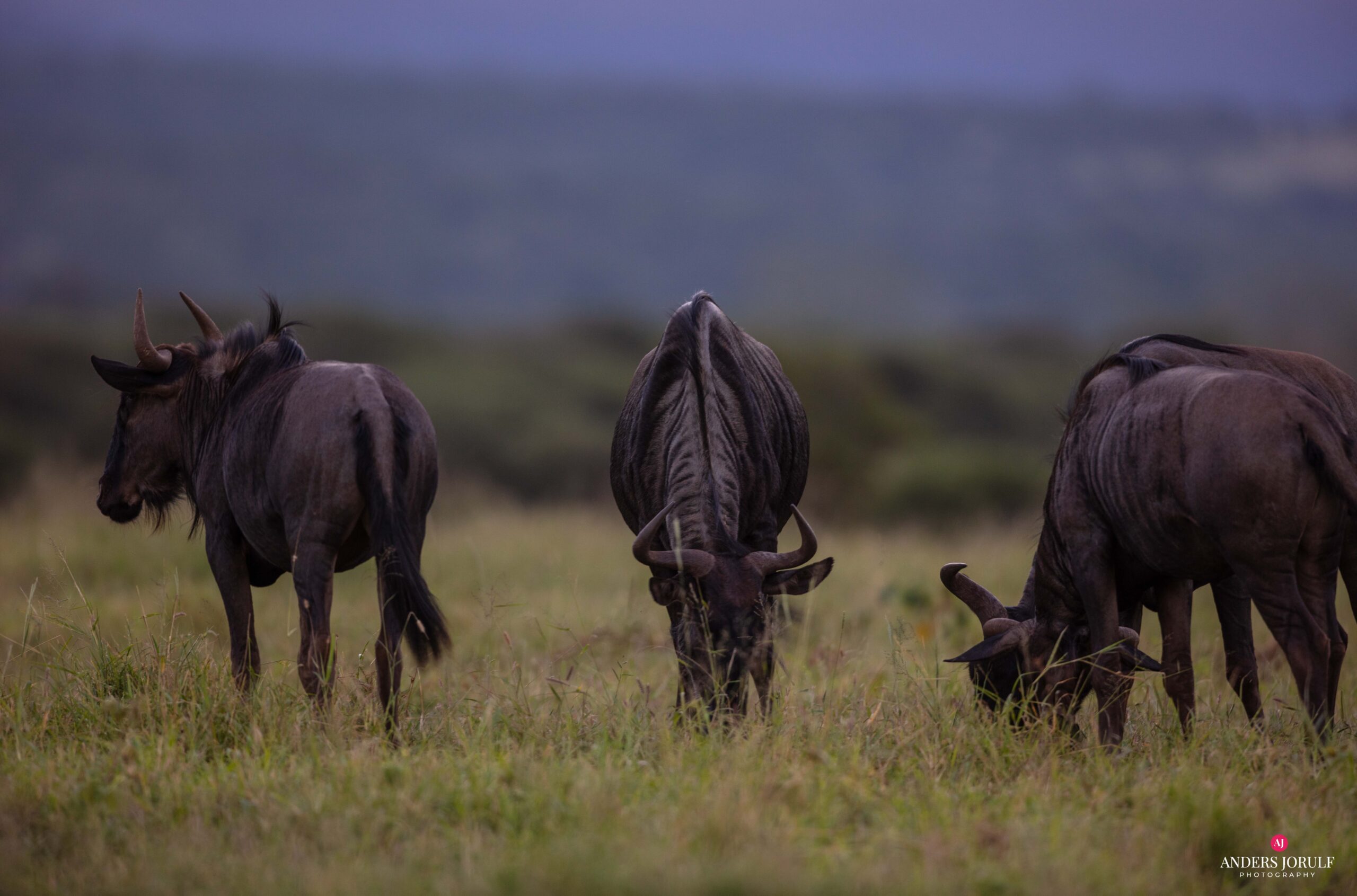 Wildlife 30 – Anders Jorulf
