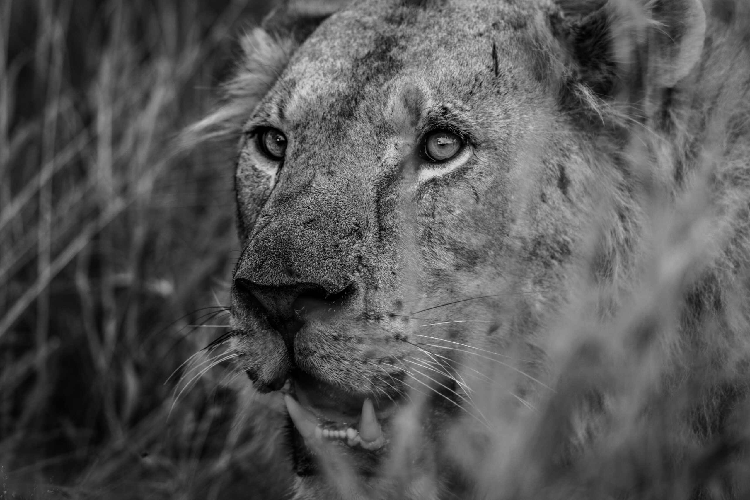 Wildlife 12 – Anders Jorulf