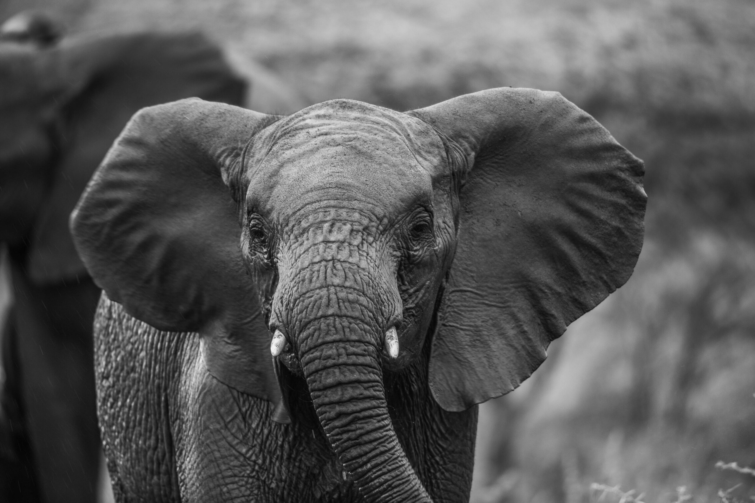 Wildlife 25 – Anders Jorulf