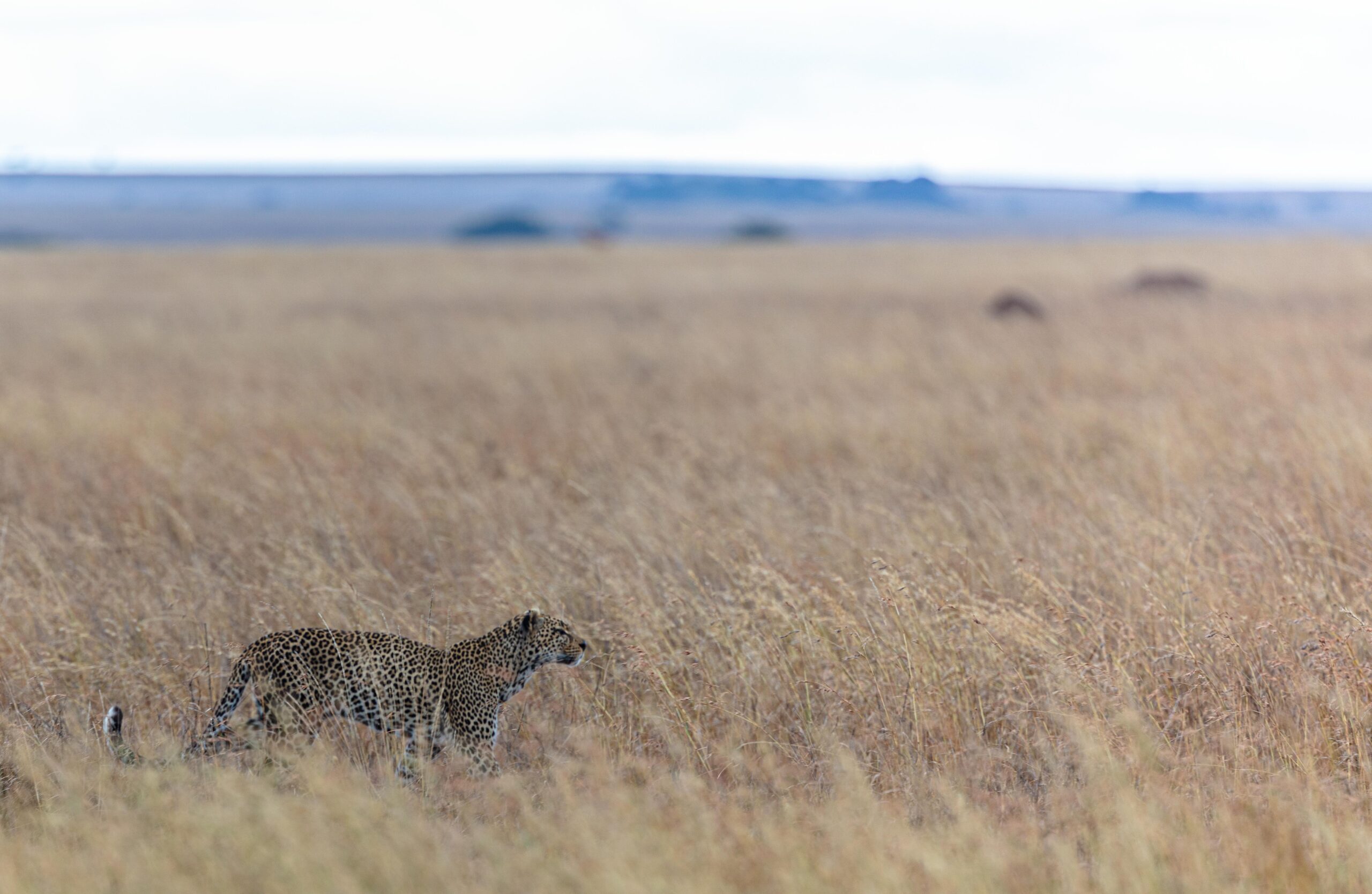 Wildlife 33 – Anders Jorulf