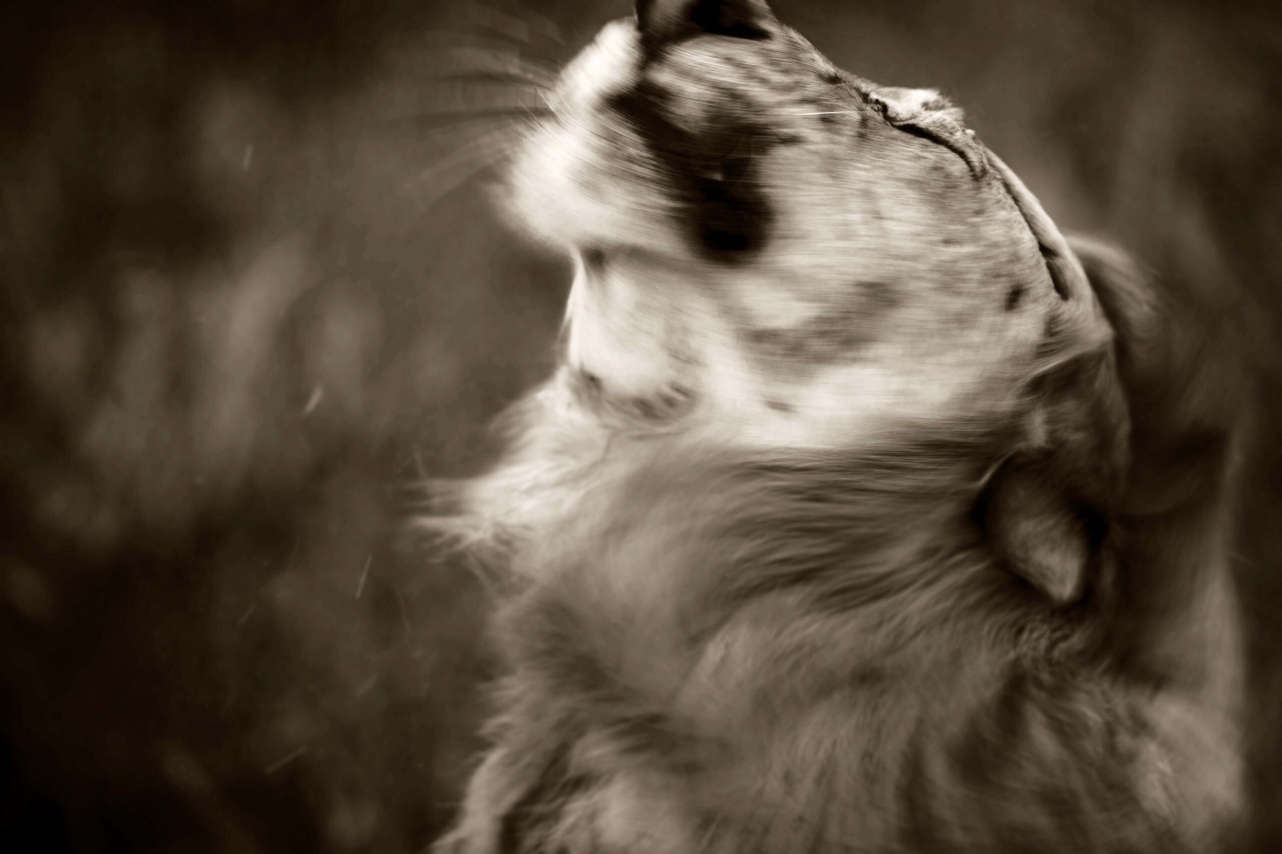 Wildlife 06 – Anders Jorulf