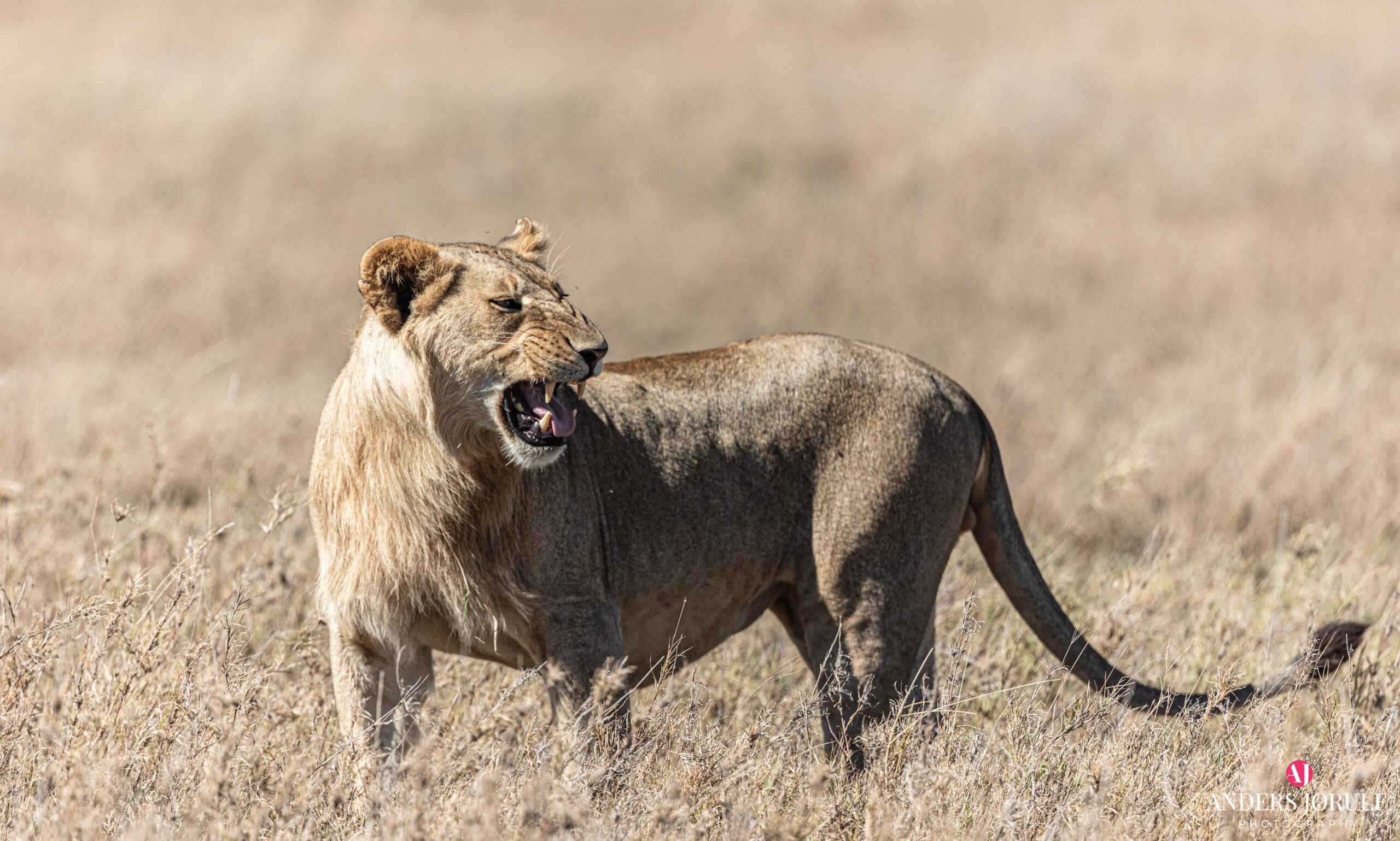 Wildlife 14 – Anders Jorulf