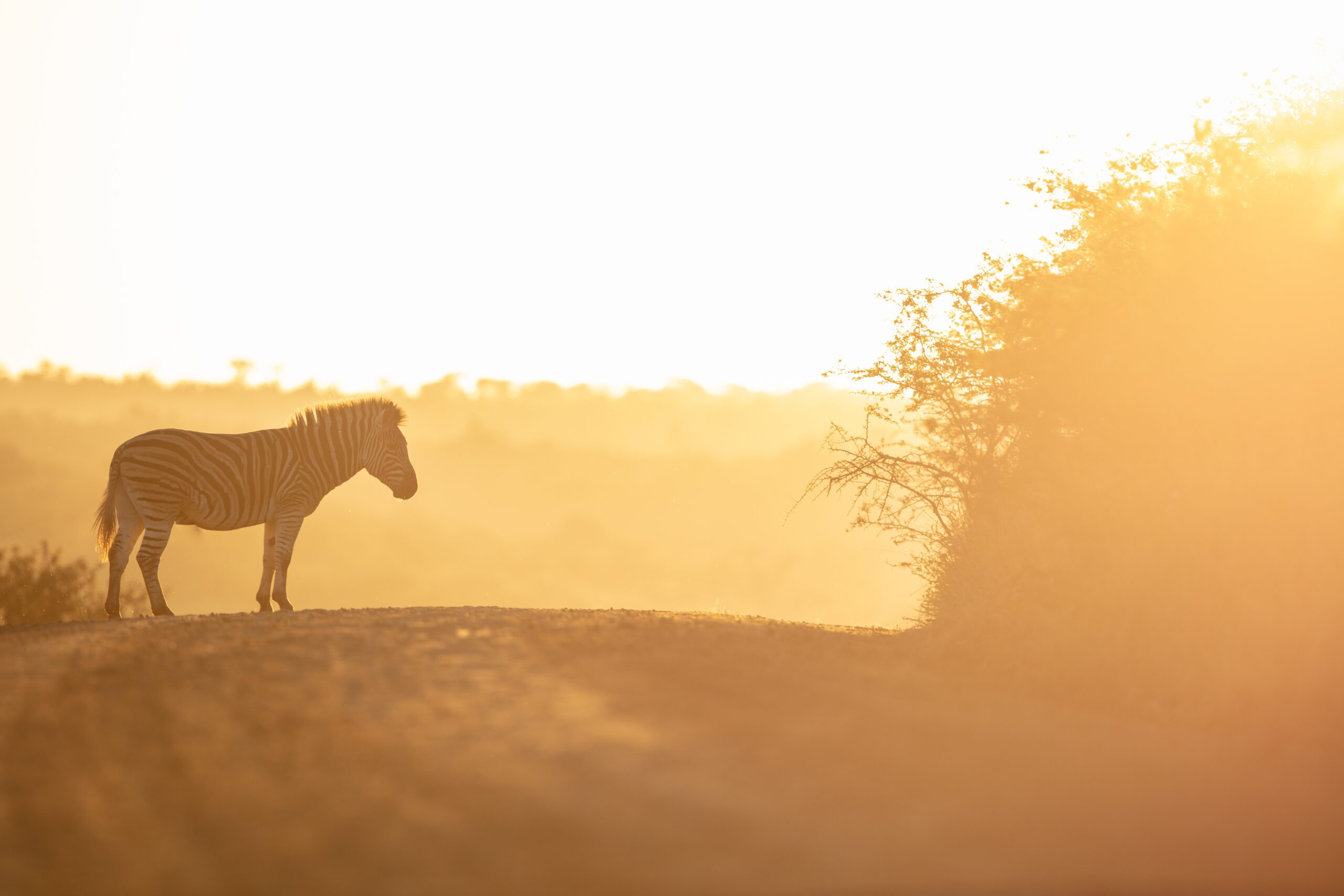 Wildlife 04 – Anders Jorulf