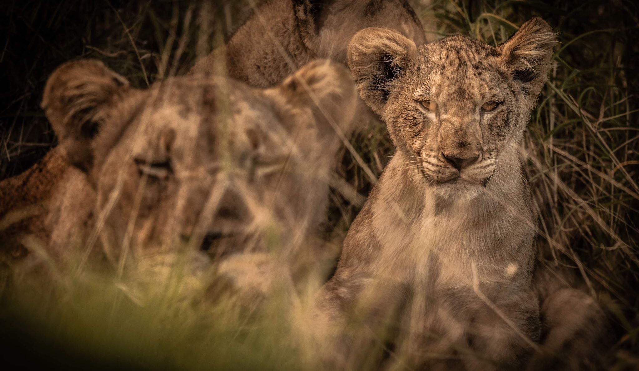 Wildlife 36 – Anders Jorulf