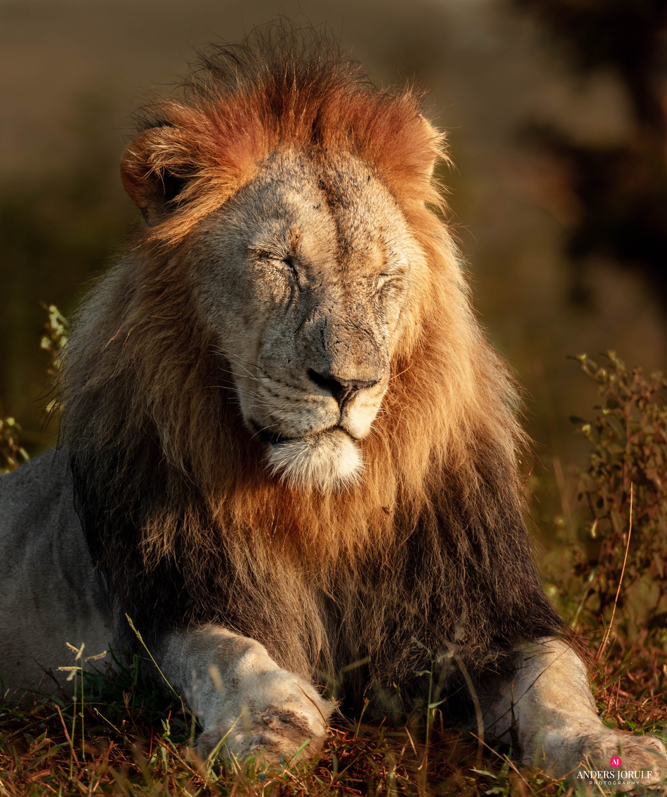 Wildlife 11 – Anders Jorulf