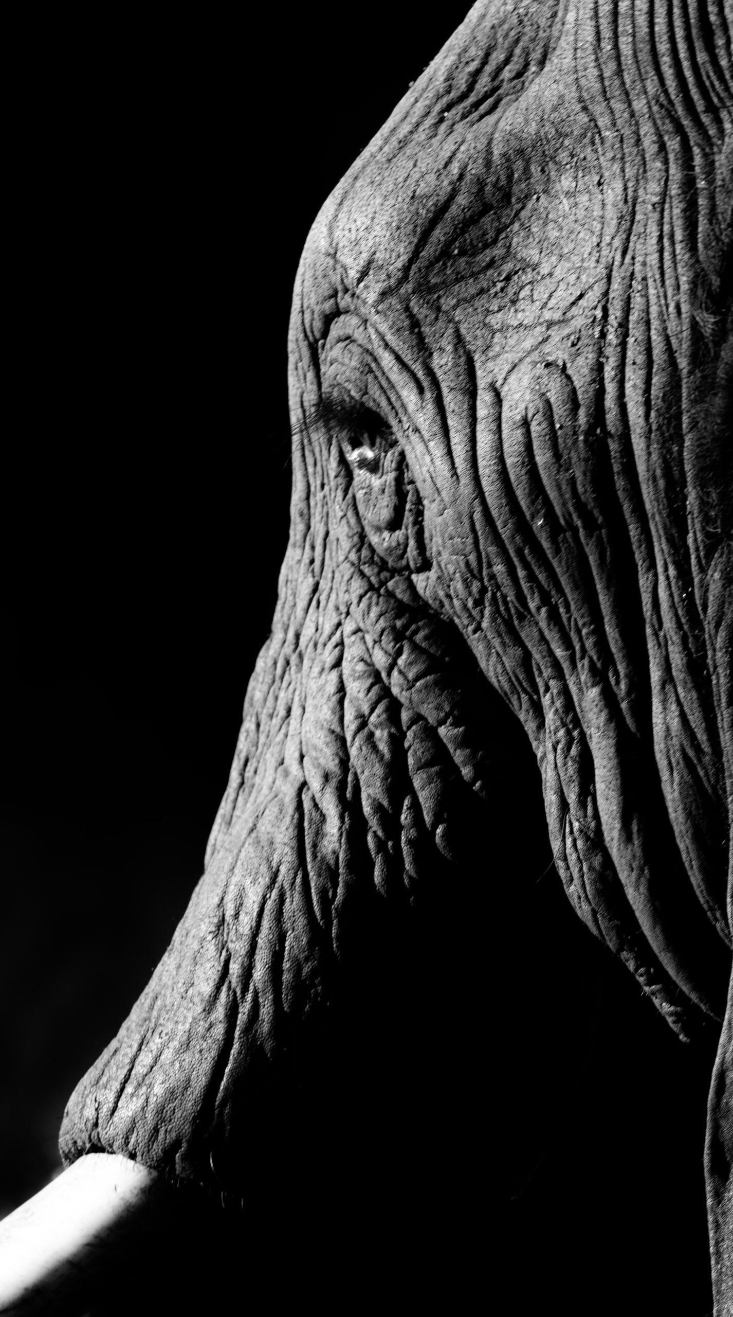 Wildlife 05 – Anders Jorulf