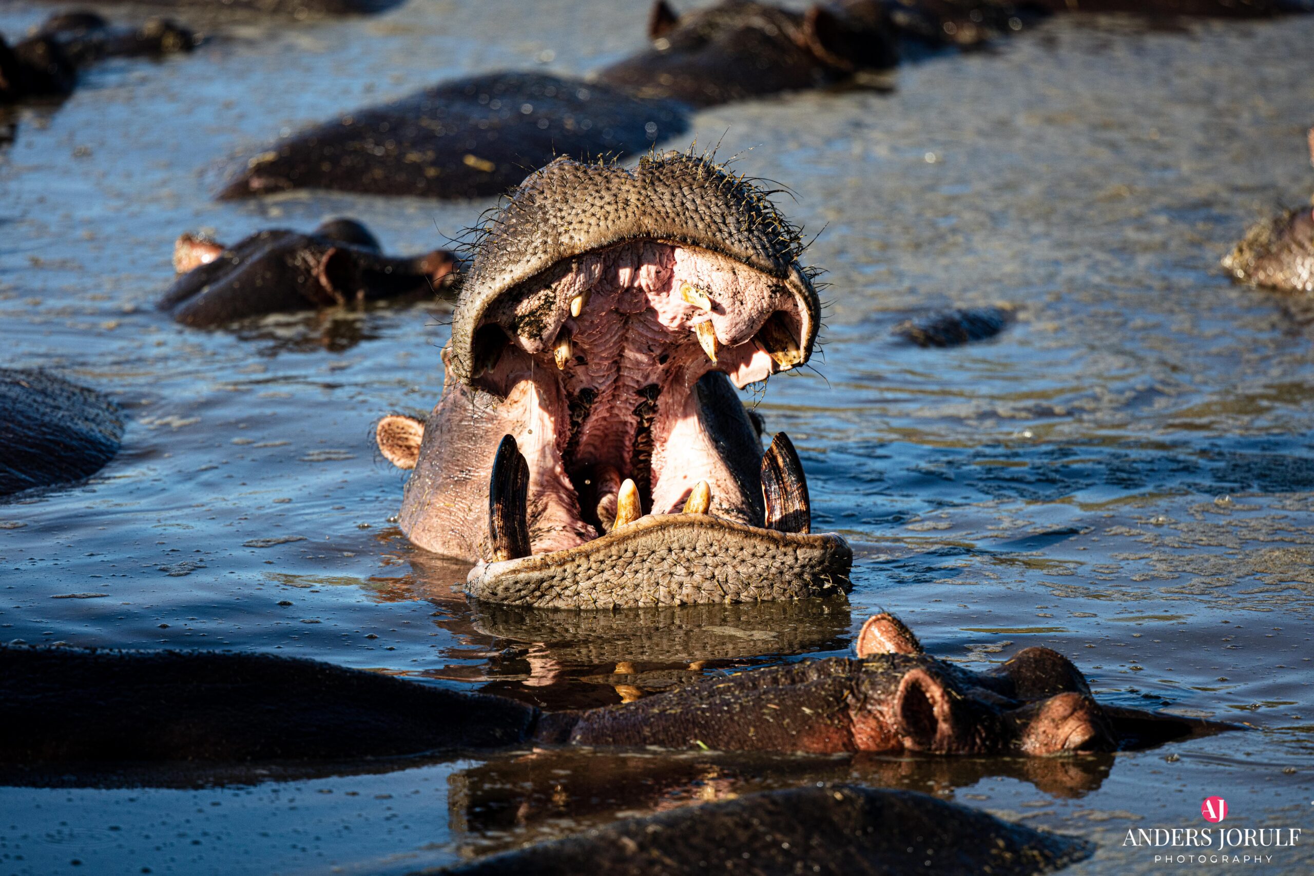 Wildlife 34 – Anders Jorulf