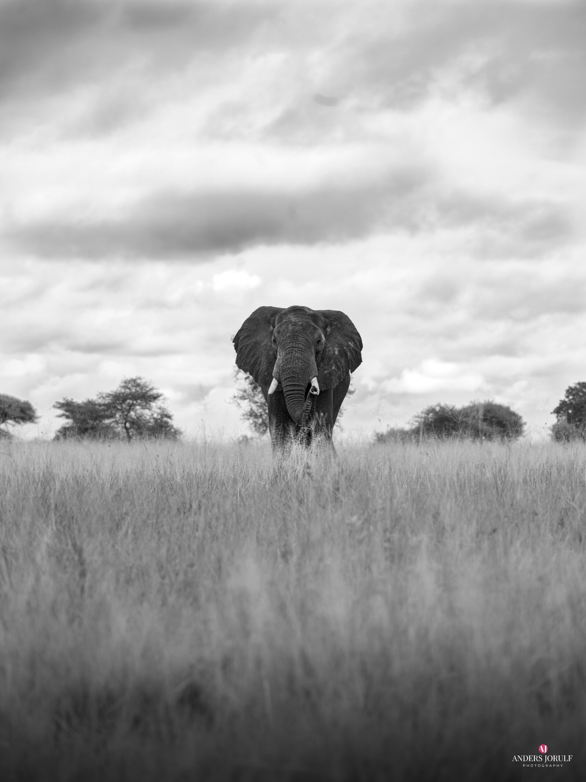 Wildlife 15 – Anders Jorulf