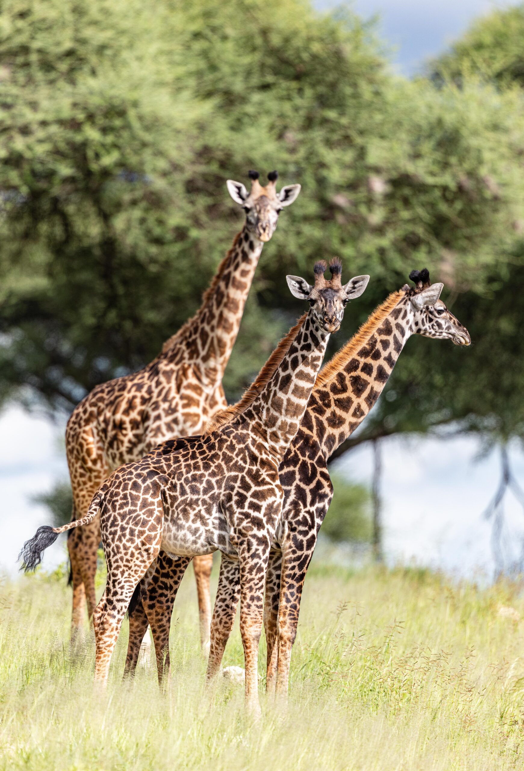 Wildlife 20 – Anders Jorulf