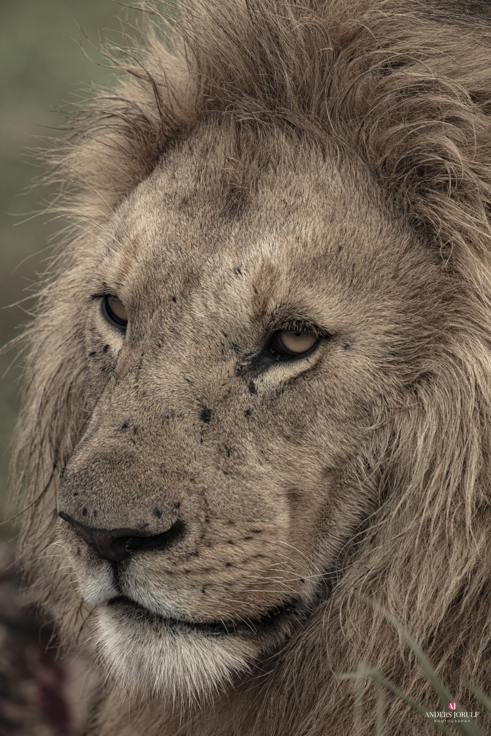 Wildlife 26 – Anders Jorulf