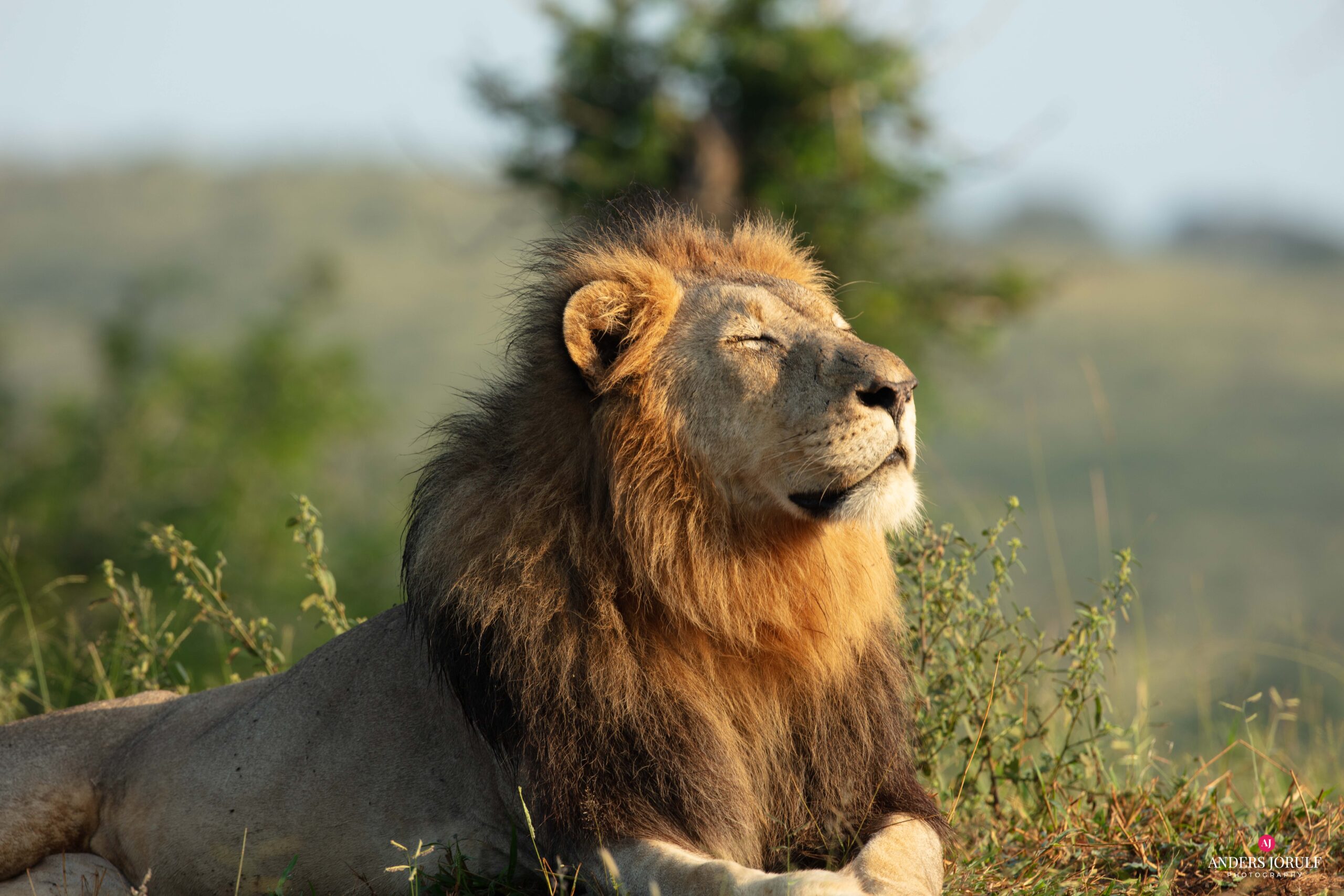 Wildlife 31 – Anders Jorulf