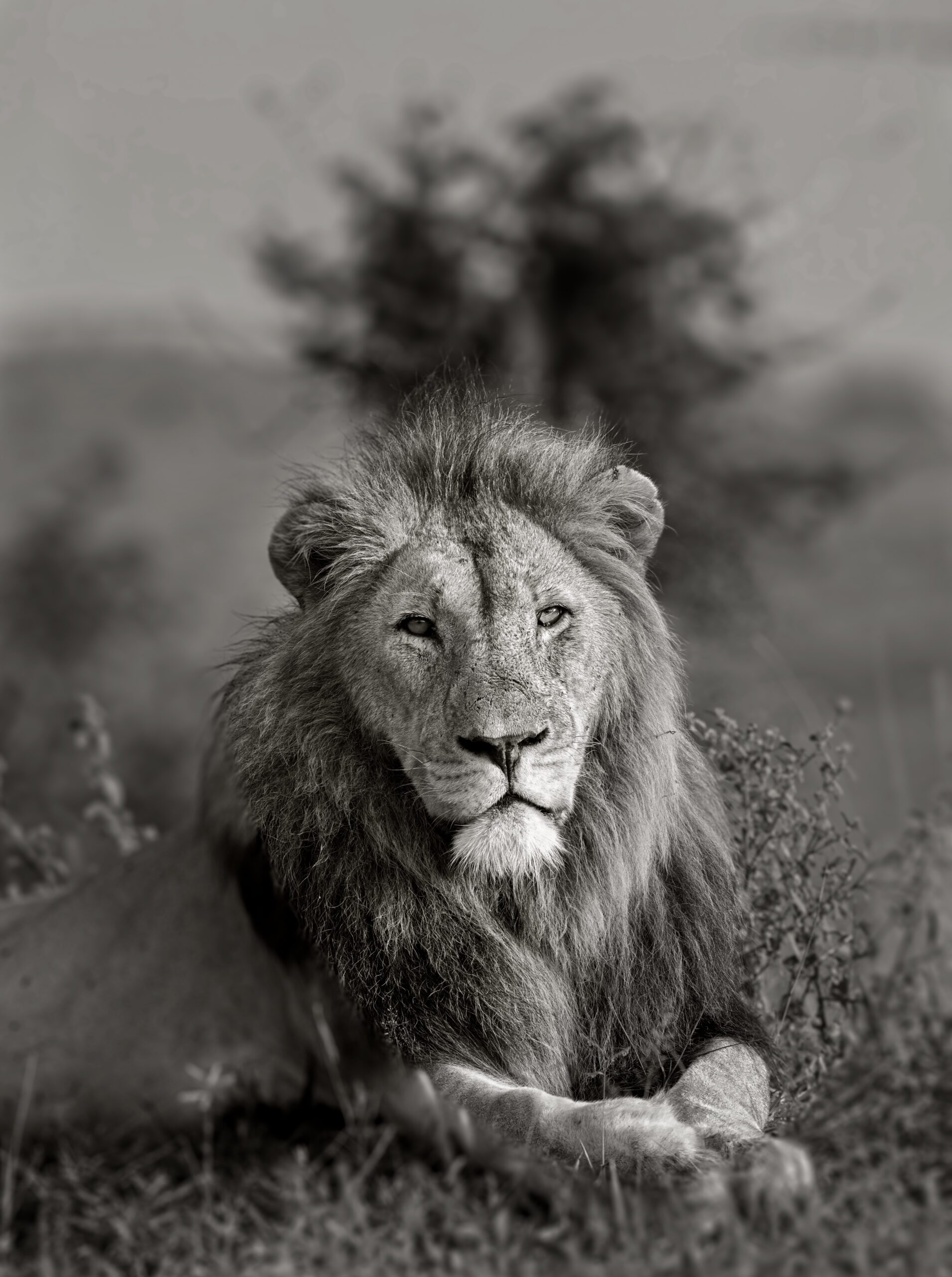 Wildlife 29 – Anders Jorulf