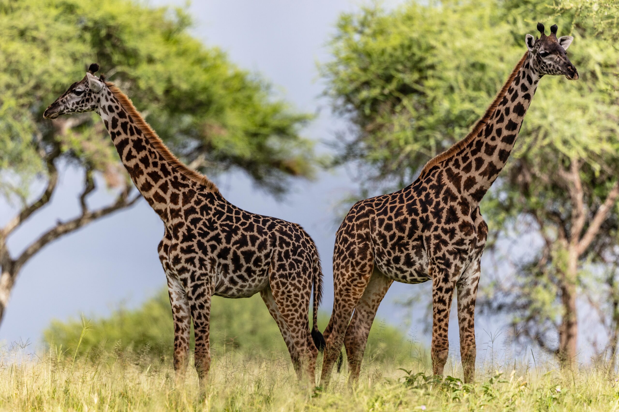 Wildlife 13 – Anders Jorulf