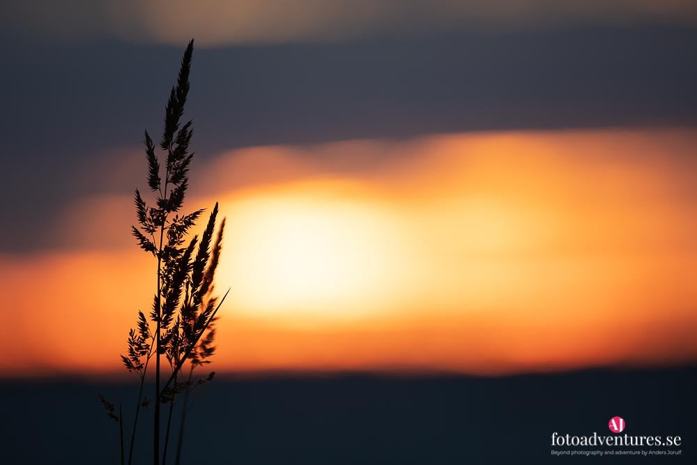 The endless summer night – Anders Jorulf